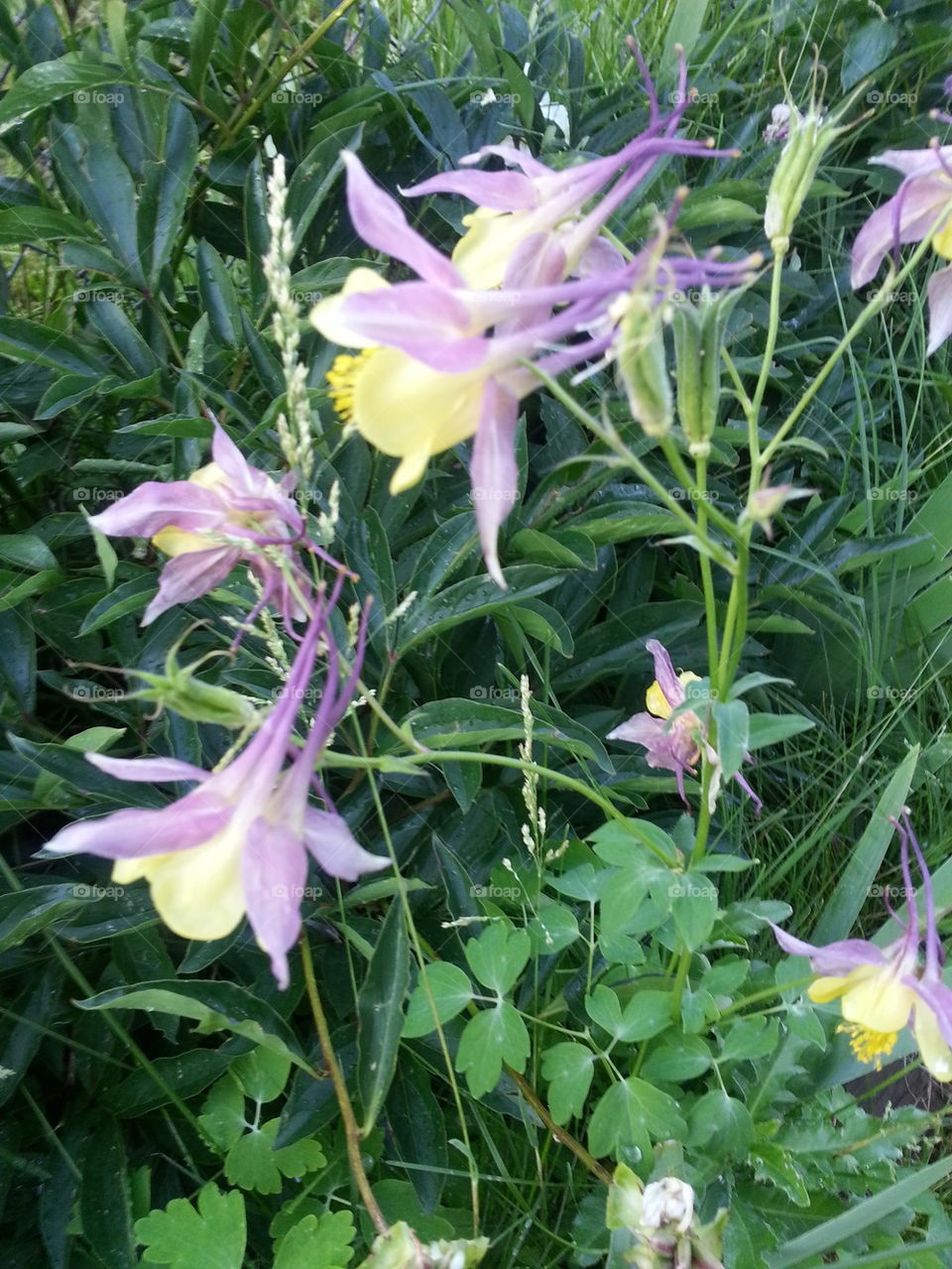 columbine