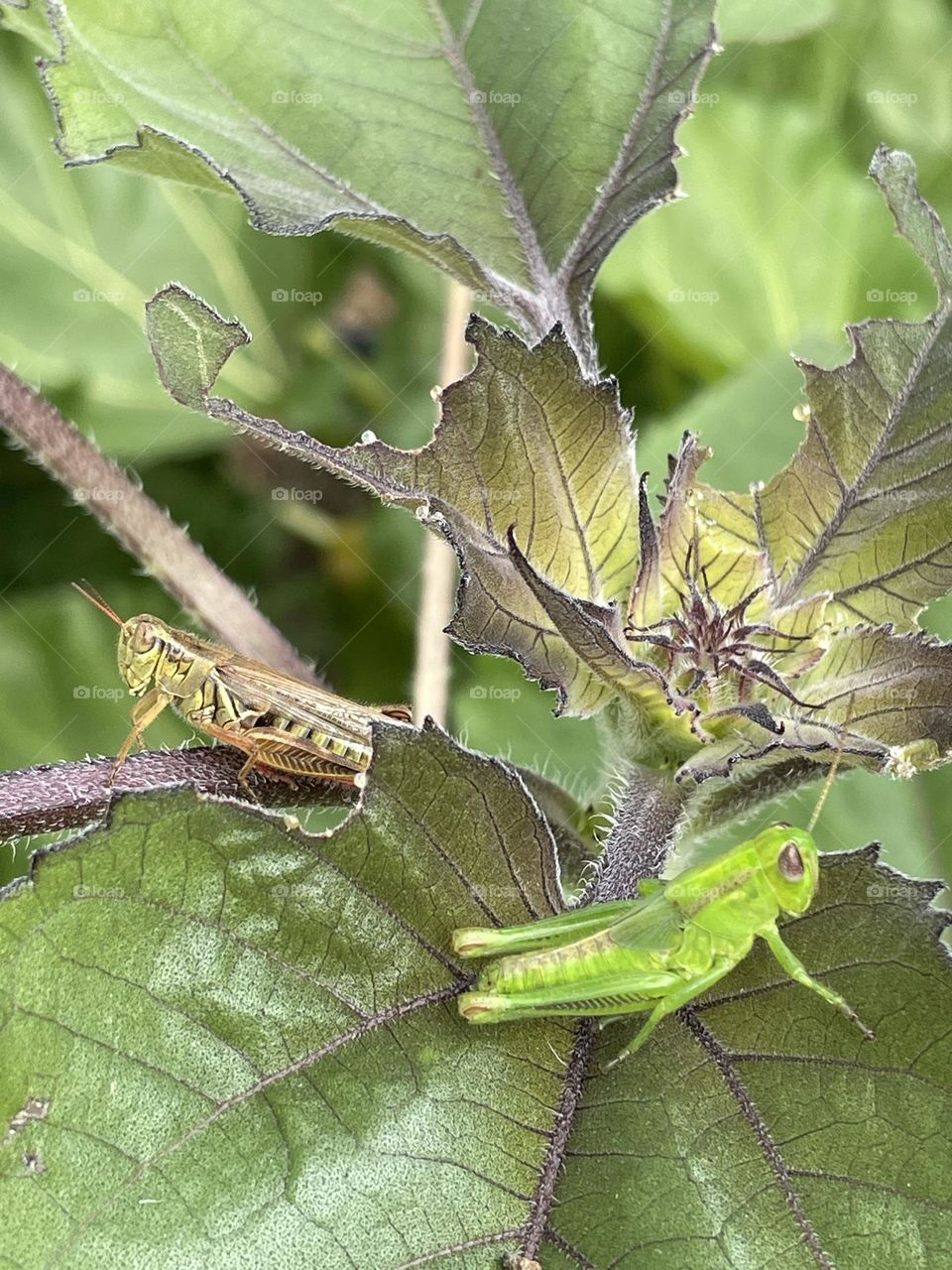Two Grasshoppers…