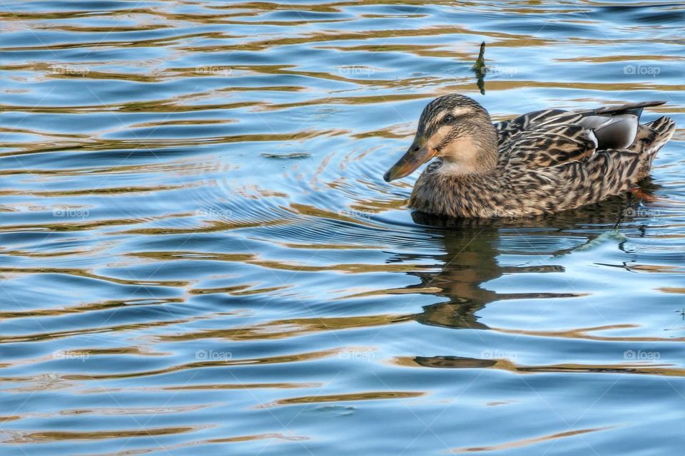 Swimming duck