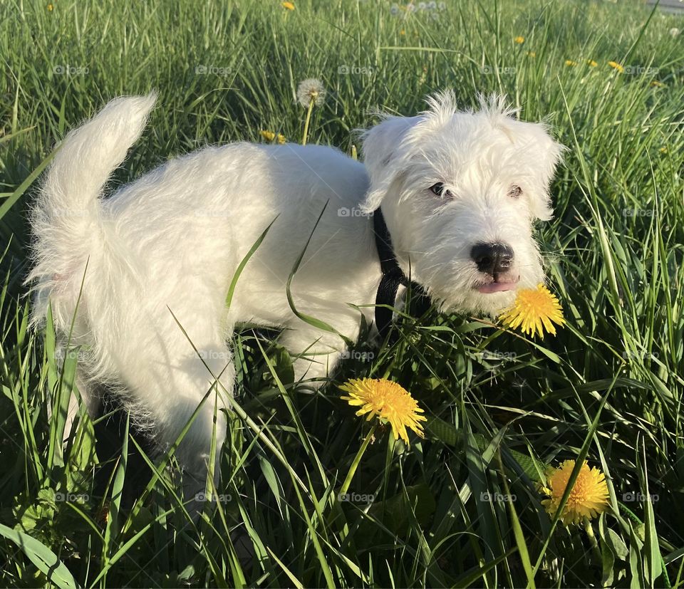 Parson Russell Terrier caught in mid lick of a dandelion