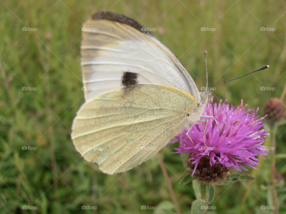 White Butterfly On Clover