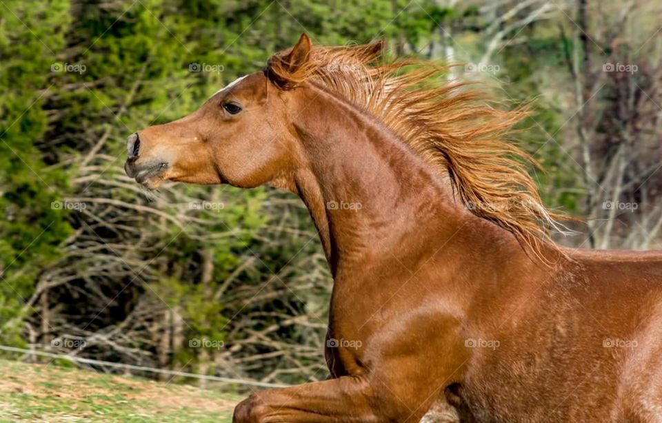 Straight Egyptian Arabian Pregnant Mare Running