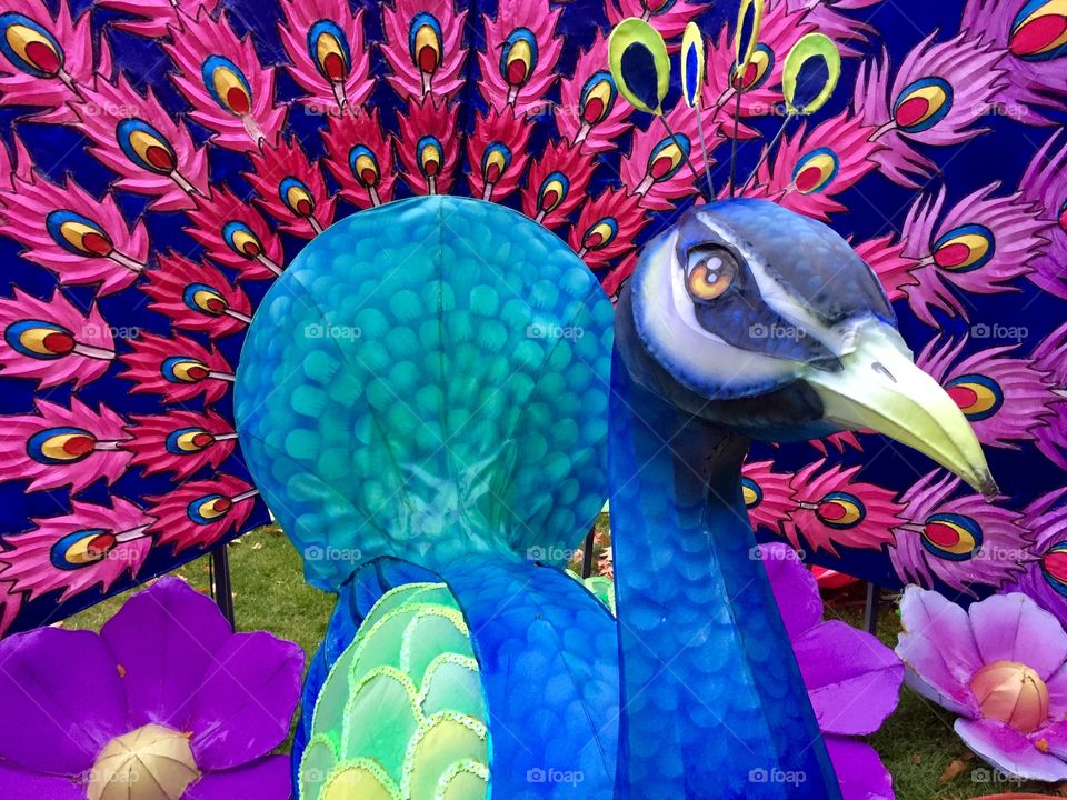 Peacock