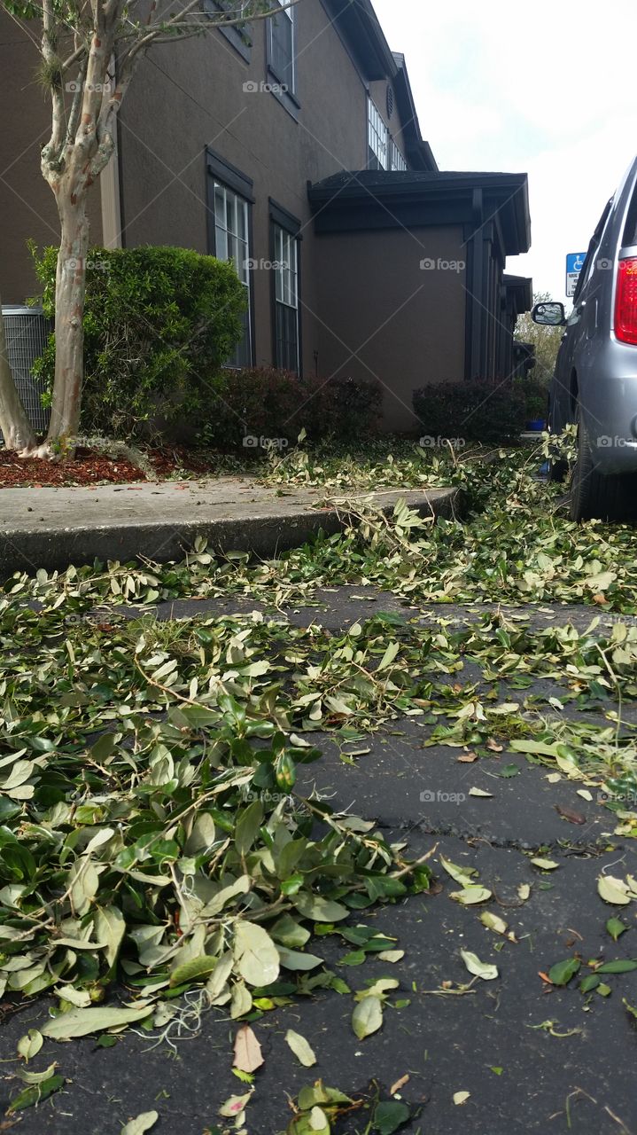 parking,  branches, leaves and cars after hurricane Irma, Kissimmee,  FL