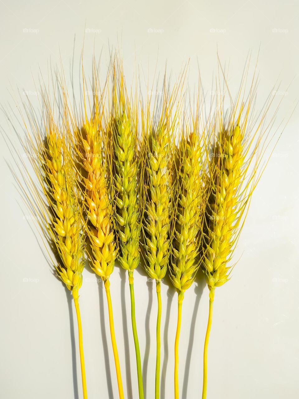 Six wheat spikelets isolated on white background. Top view wheats
