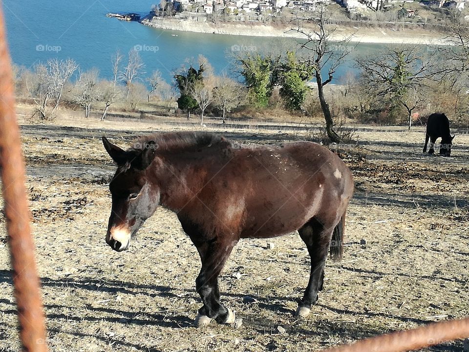 A lucky horse coming from the lake