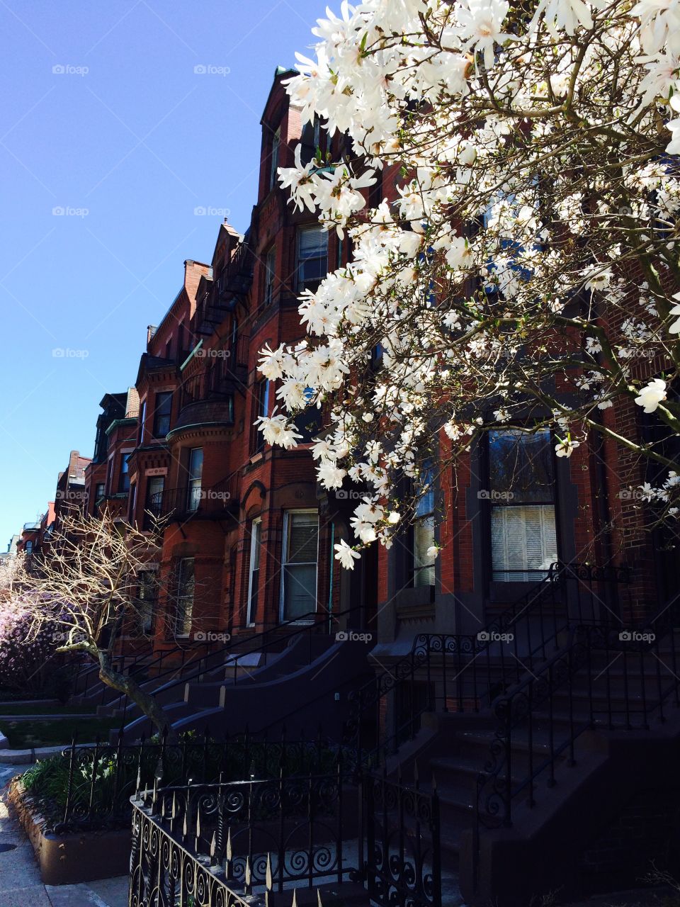 Boston in bloom 