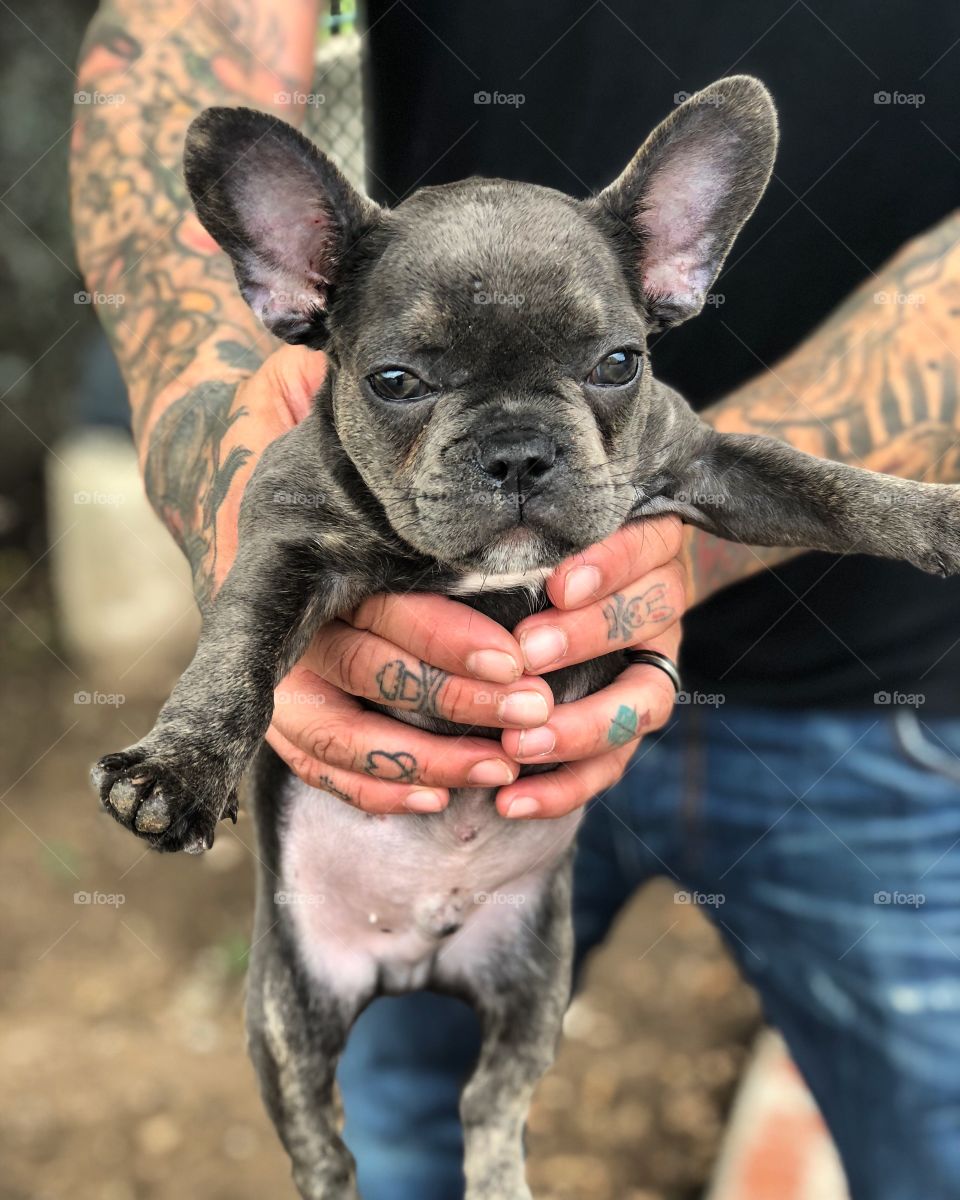 Napoleon the blue French bulldog and daddy!