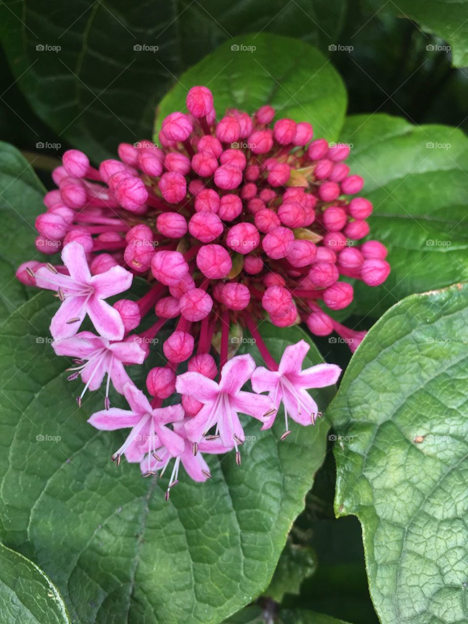 Pink Flowers With Buds