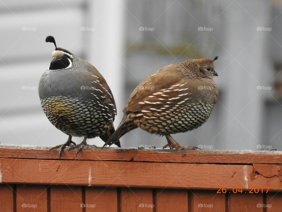 quail pair