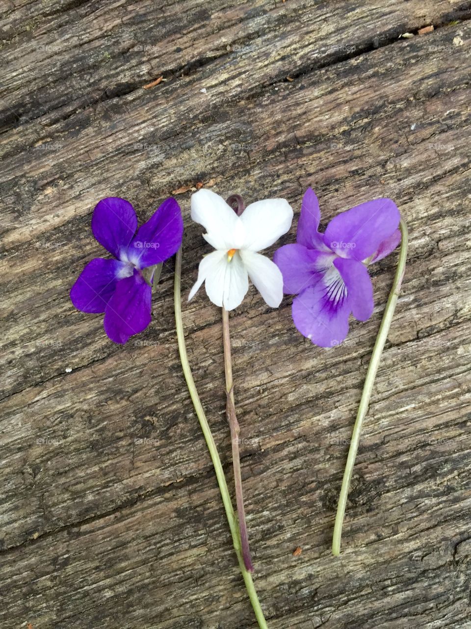 Different colours of violets on wooden table