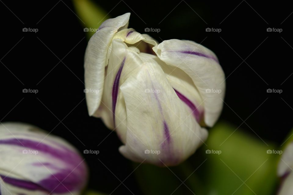 Flower, Nature, Tulip, Flora, No Person