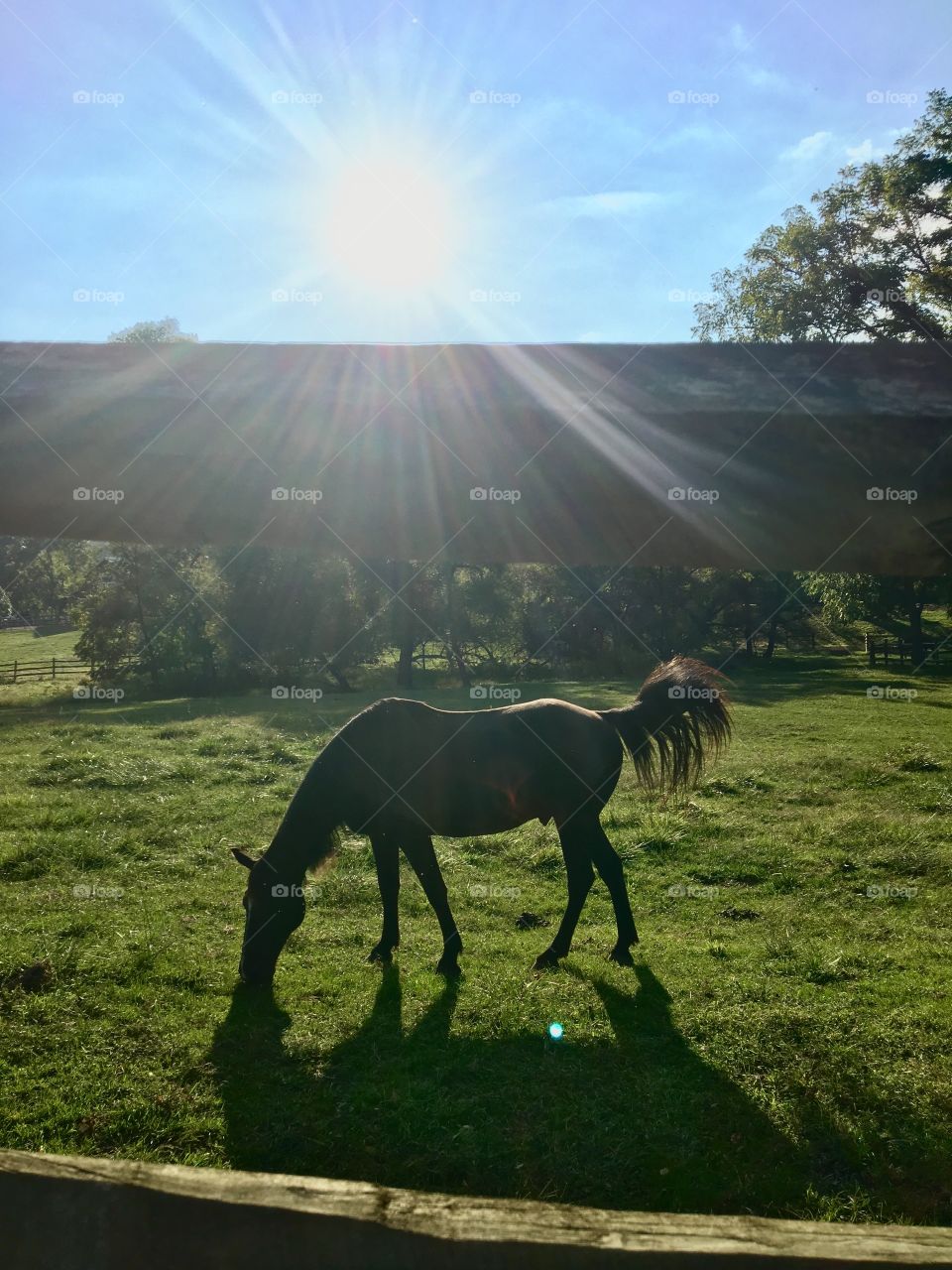 Horse in the sun