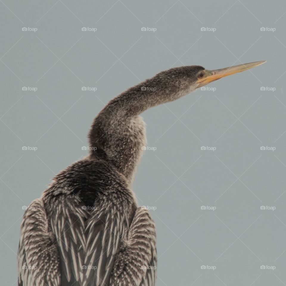 Anhinga