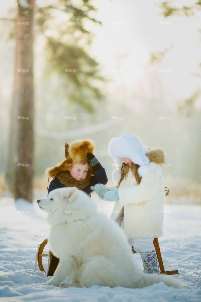 Children playing with the Samoyed dog at cold winter day