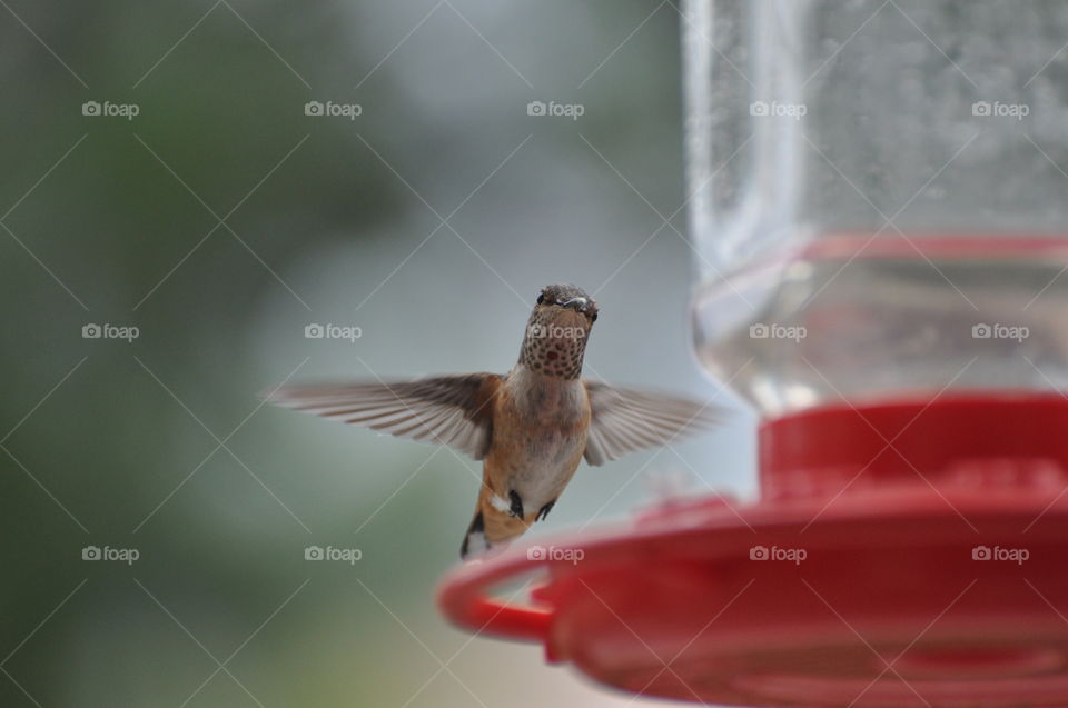 Hovering hummingbird