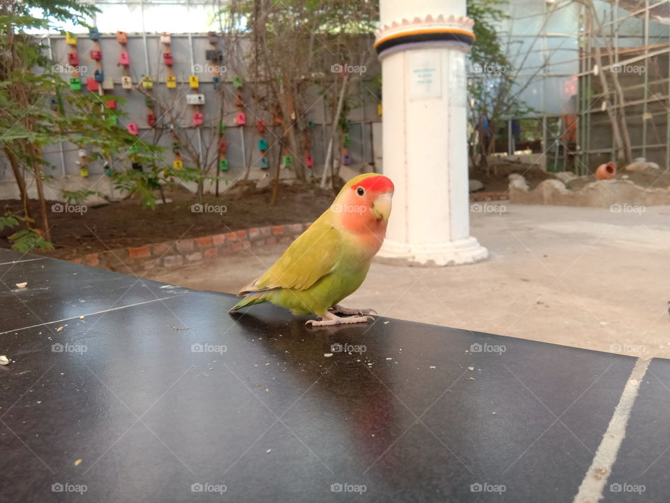 green love bird in park (burung cinta warna hijau)