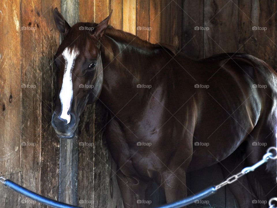 MadeFromLucky . MadeFromLucky, a handsome chestnut colt, stands quietly in his stall at the Todd Pletcher stables

ZAZZLE.com/FLEETPHOTO