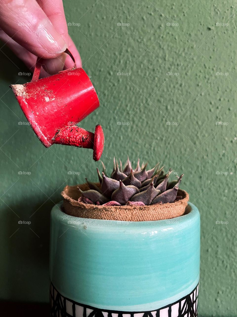 Close-up of a tiny red watering can watering a tiny succulent plant
