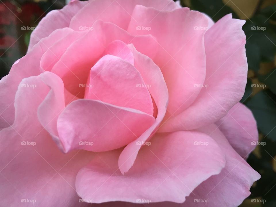 Close-up of a pink rose