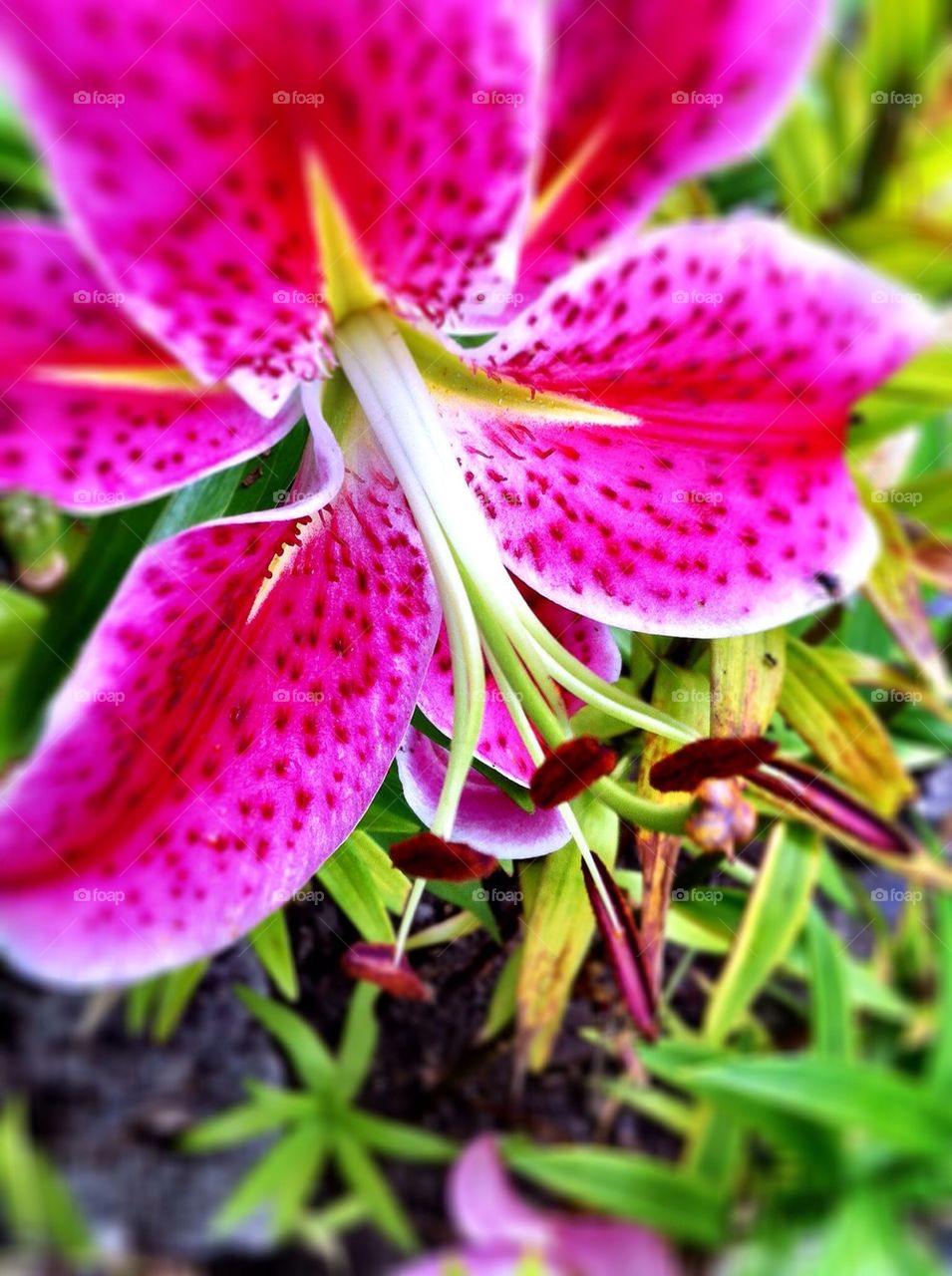 Purple lily in flowerbed in summer.