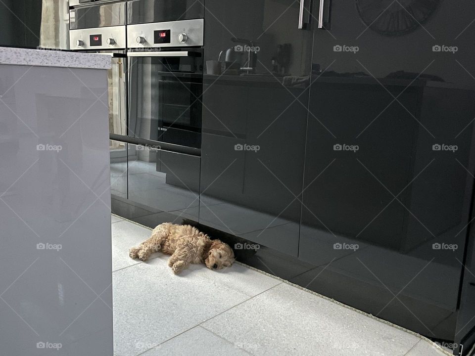 Puppy chilling  cavapoo 