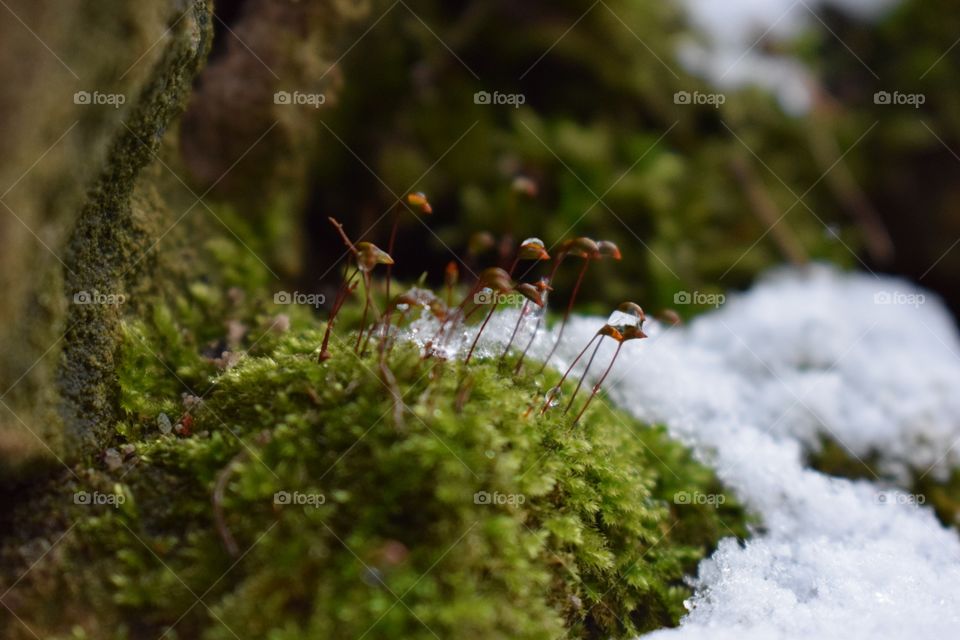 snow and moss