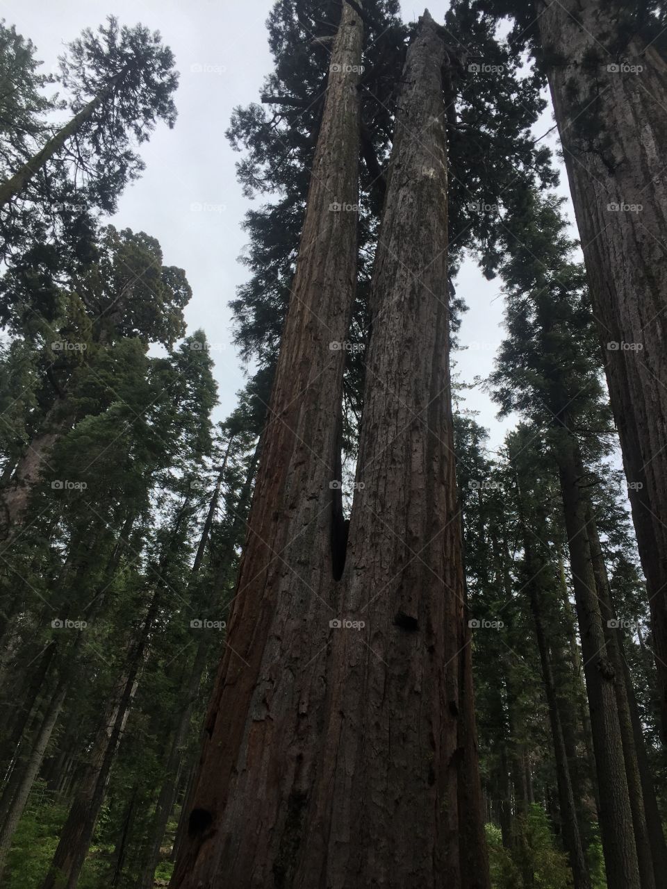 Wood, No Person, Sequoia, Conifer, Tree