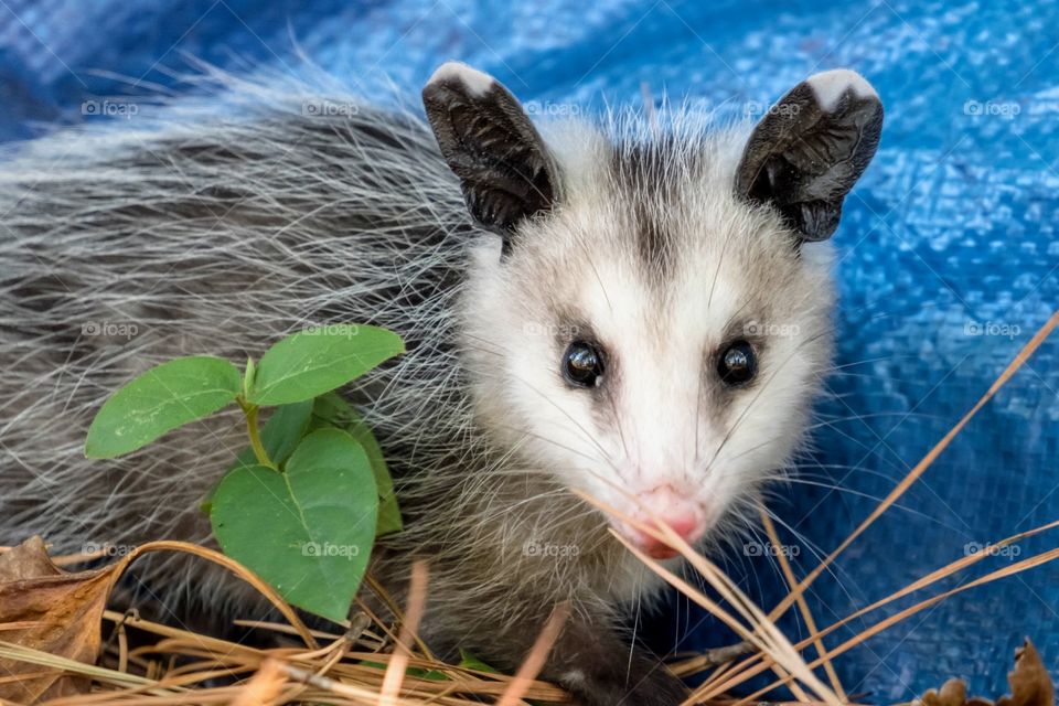 Foap, Wild Animals of the United States: A young Virginia Opossum stops to pose for the camera. Garner, North Carolina. 