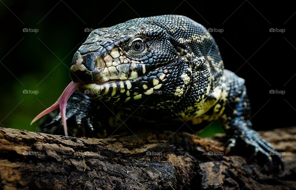 Lizard Tegu 