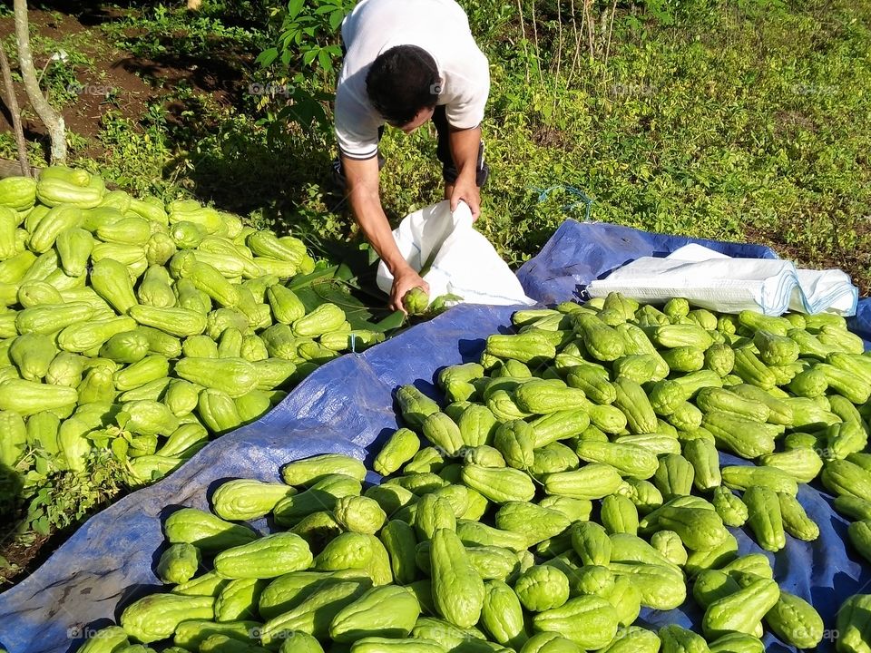 A  farmer  is collecting chayote fruits