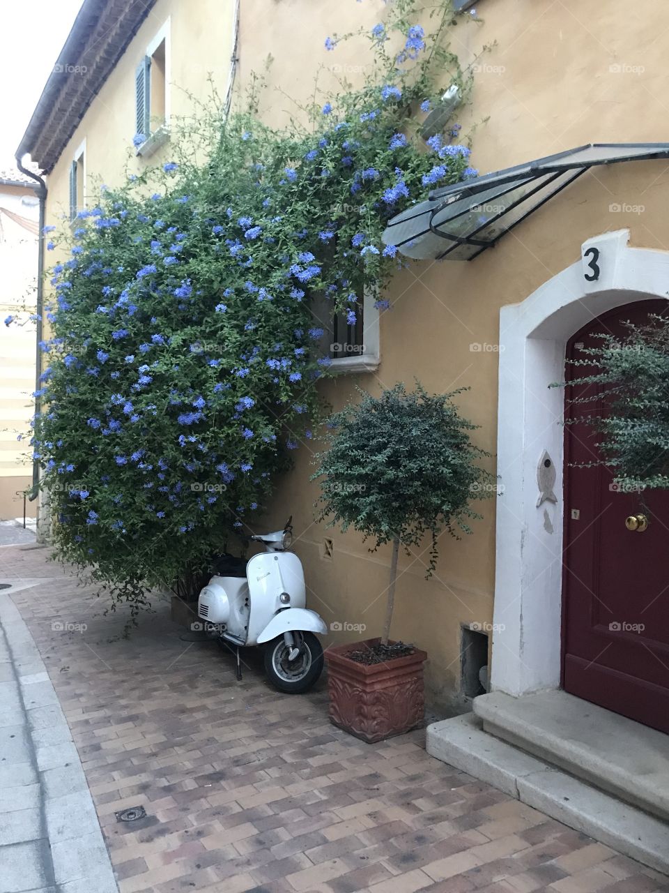 Purple flower with a scooter in front of a yellow house