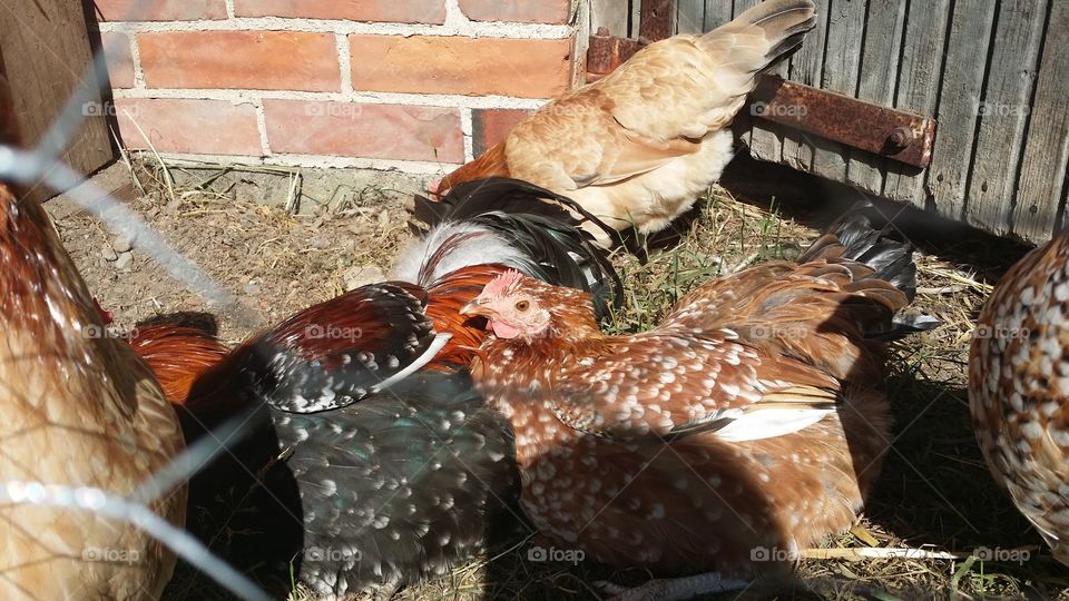 Bird, Poultry, Farm, Dame, Hen