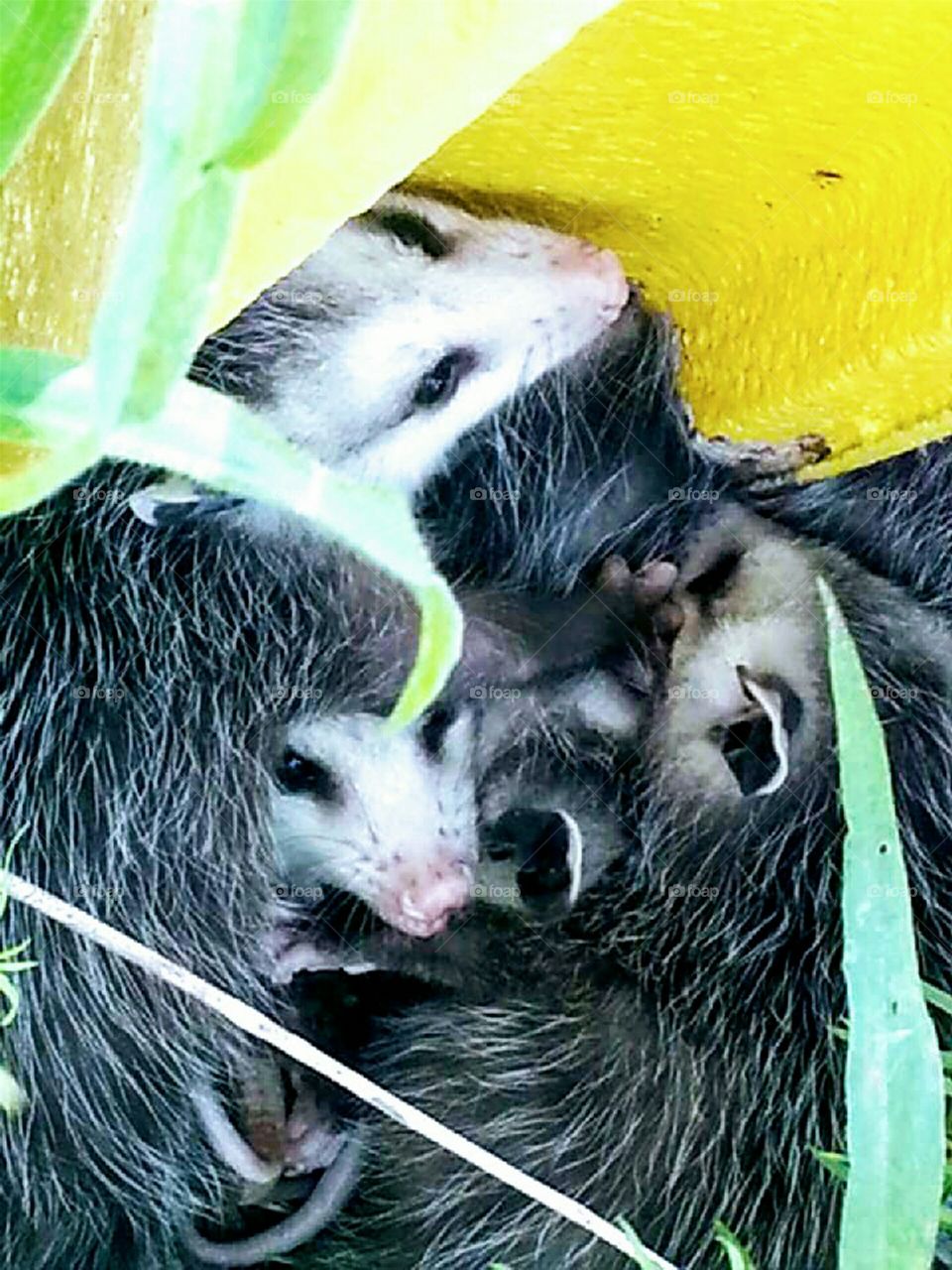 baby possums graye hairy