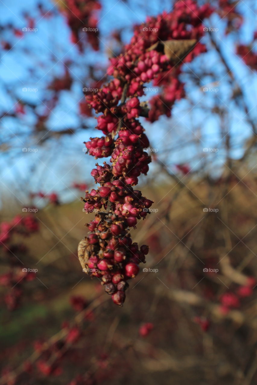 Red wild berries in focus, some old some new