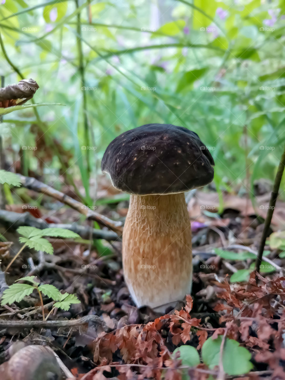 Boletus