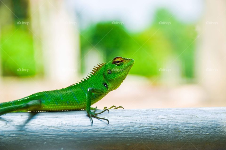 Sri lankan Lizard 🦎