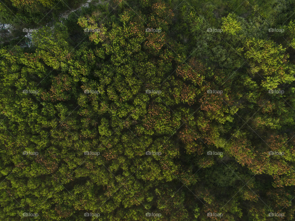 Overhead view of green forest