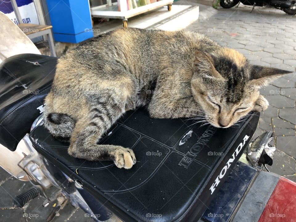 A streetcat taking a nap in Cambodia