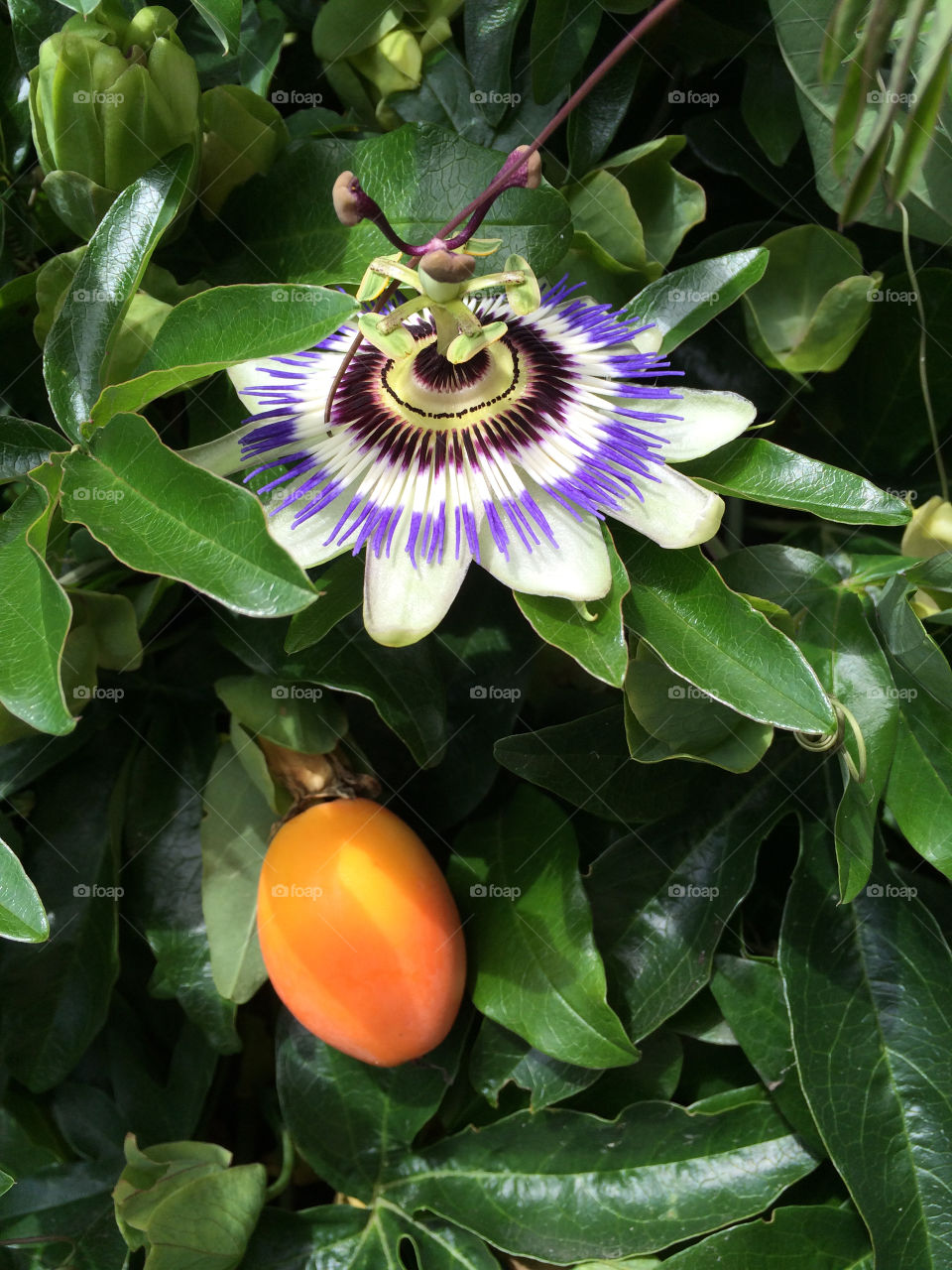 Passionfruit and flower. Passionfruit on my Passion flower