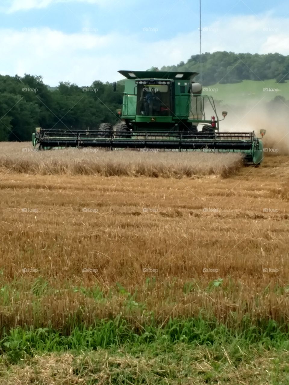 wheat harvest