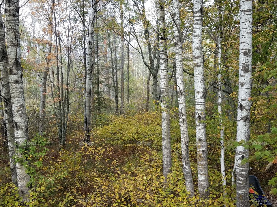 Picturesque scenery of birch trees in the fall
