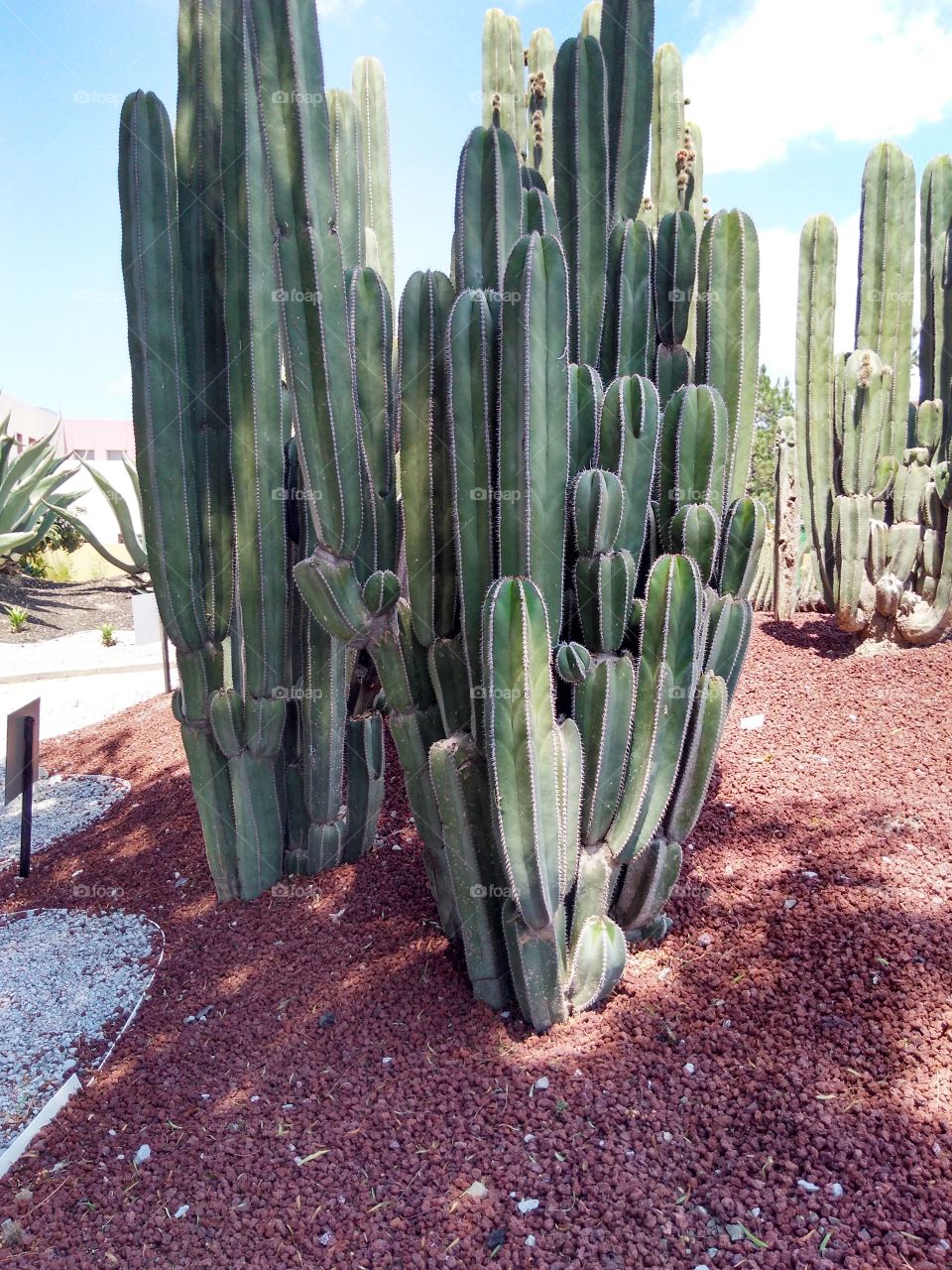 Cactus, Nature, No Person, Desert, Succulent