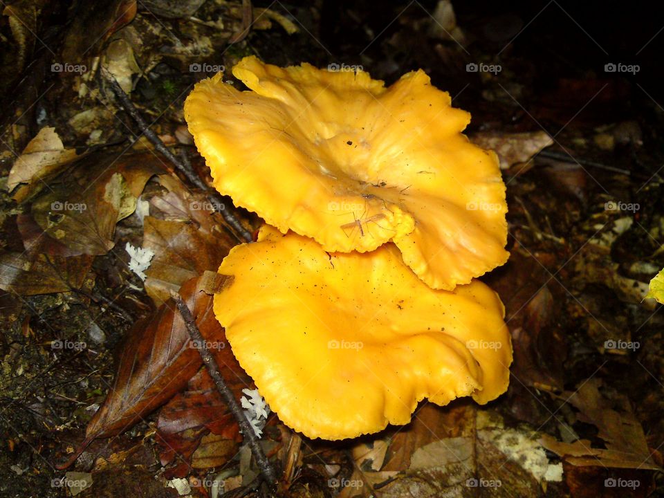 cantharellus cibarius - lisičarka