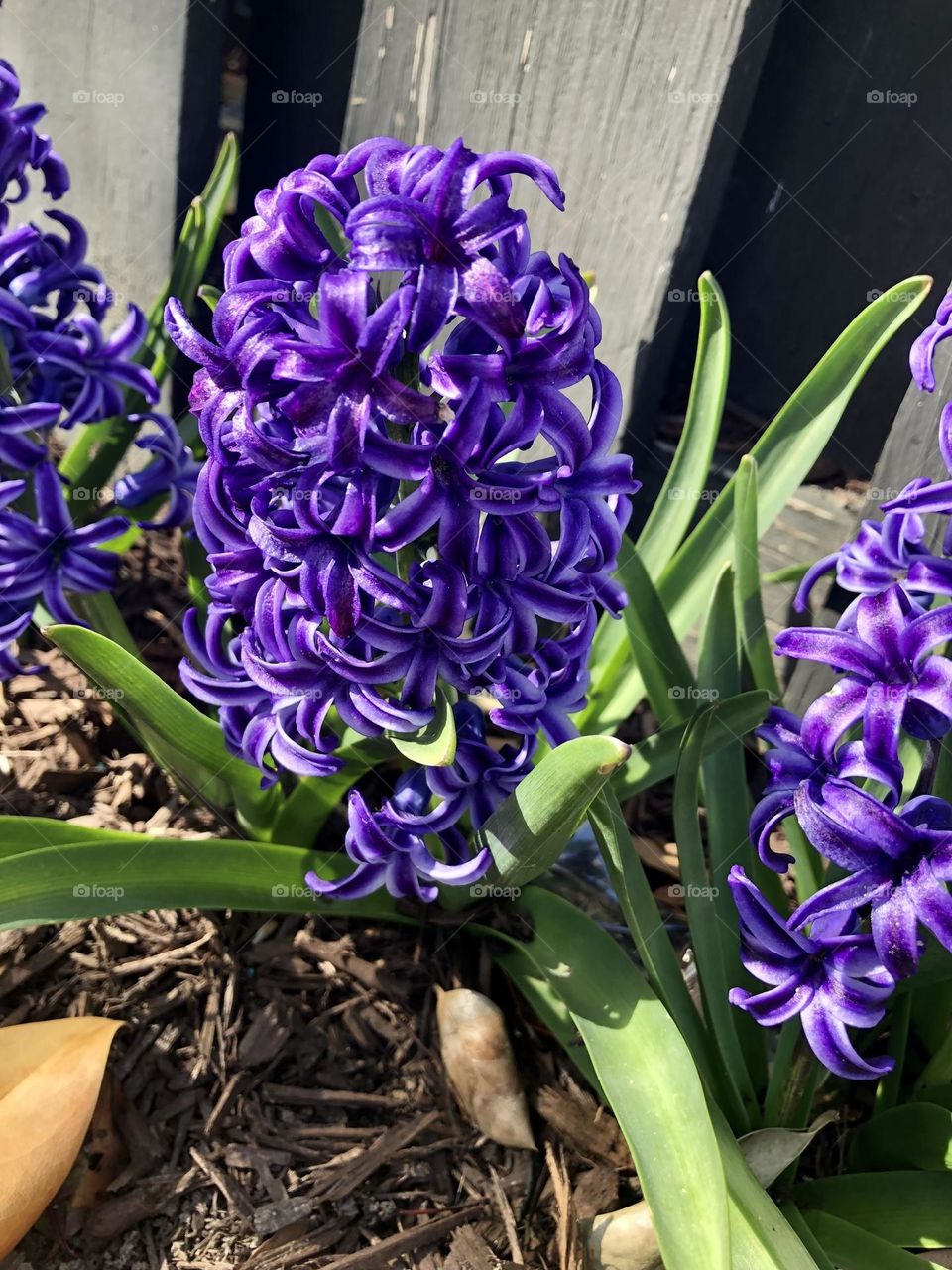 Hyacinth pretty flowers  