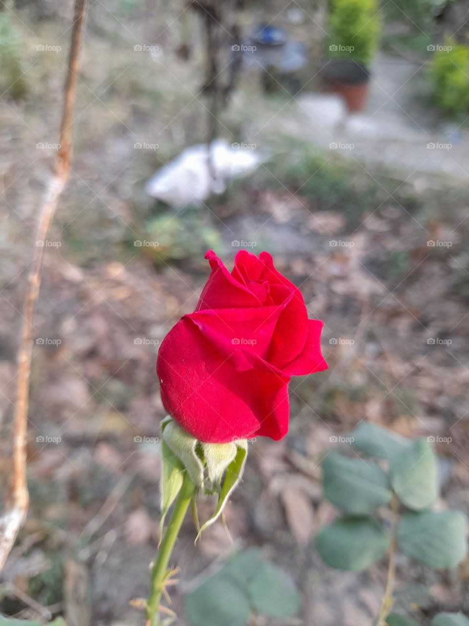 Red rose bud