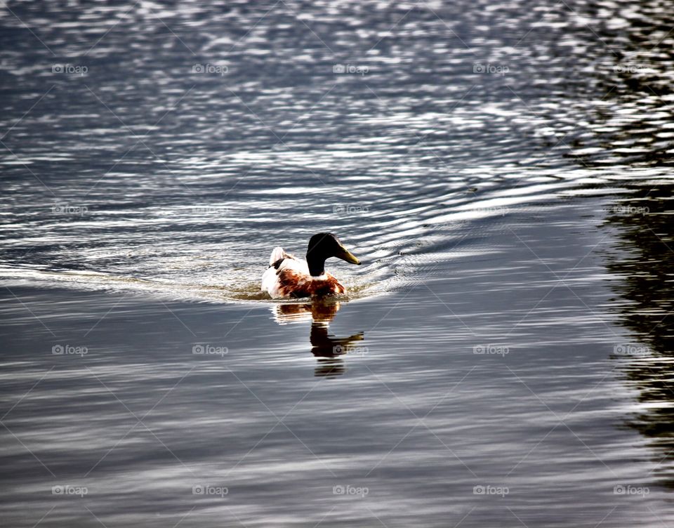 Lone Duck on the Pond