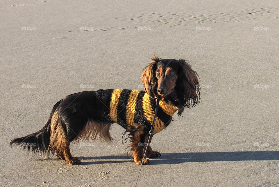 Dog on the beach