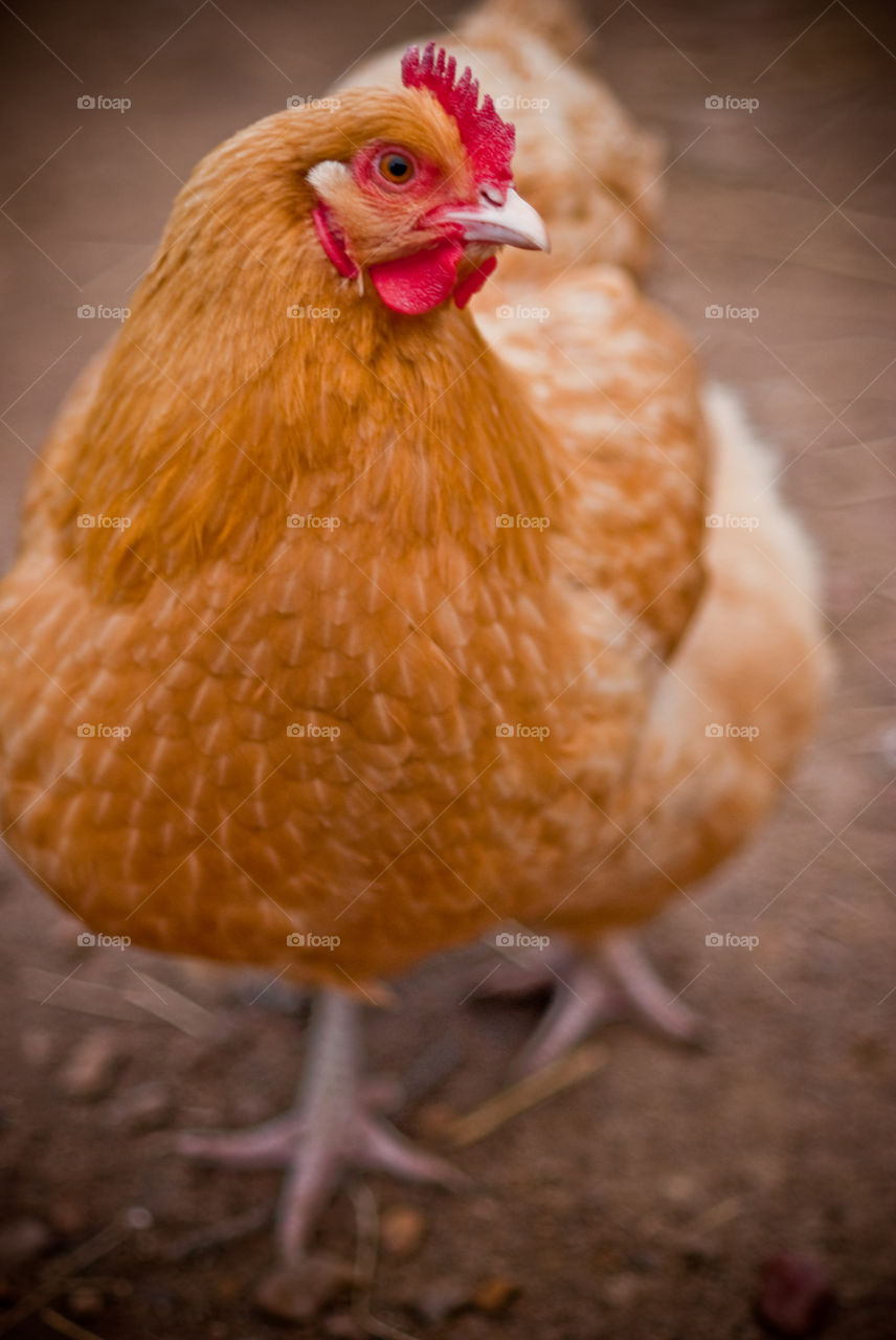 Close-up of a red hen