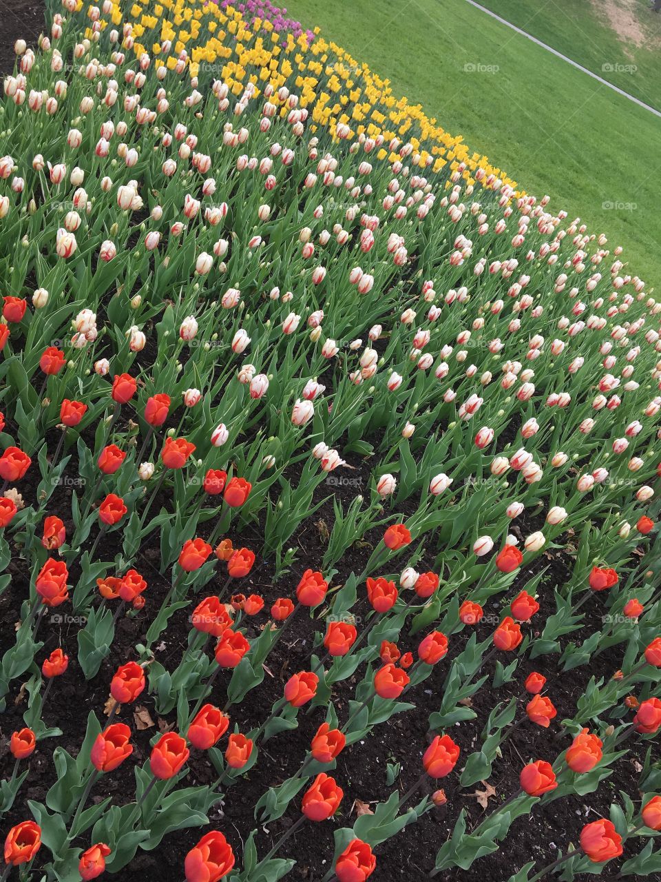 Tons of yellow white and red tulips